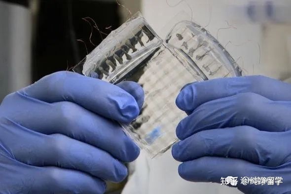 海歸就業(yè)9個最優(yōu)先修專業(yè)分類解析 經(jīng)管類、理科與工科類精選實例——以計算機軟件技術(shù)開發(fā)為引申